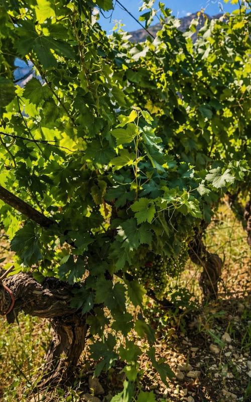 Vignes Villars-sur-Var